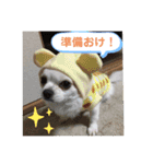 ちゃんレオ スタンプ（個別スタンプ：12）