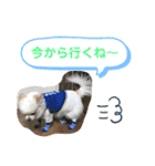 ちゃんレオ スタンプ（個別スタンプ：13）