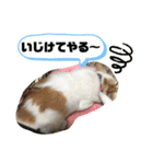 ちゃんレオ スタンプ（個別スタンプ：14）