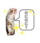 ちゃんレオ スタンプ（個別スタンプ：16）