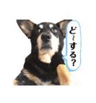 まろぴの1日（個別スタンプ：20）