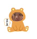 カエルだぼん（個別スタンプ：3）