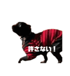 はるちゃんスタンプ(使いやすいよ)（個別スタンプ：1）