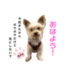 あずきによる代弁（個別スタンプ：3）