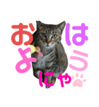 吾郎です。（個別スタンプ：1）