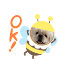 ペキニーズでスタンプ6（個別スタンプ：1）