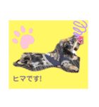 buddy＆riku（個別スタンプ：9）