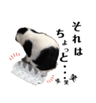 保護っこ（個別スタンプ：1）