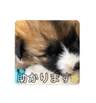 保護っこ（個別スタンプ：20）