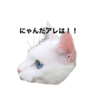 猫スタ可愛いオッドアイ。（個別スタンプ：1）