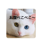 猫スタ可愛いオッドアイ。（個別スタンプ：2）