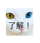 猫スタ可愛いオッドアイ。（個別スタンプ：3）