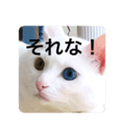 猫スタ可愛いオッドアイ。（個別スタンプ：4）