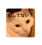 猫スタ可愛いオッドアイ。（個別スタンプ：5）