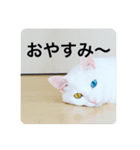 猫スタ可愛いオッドアイ。（個別スタンプ：6）
