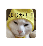 猫スタ可愛いオッドアイ。（個別スタンプ：7）