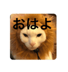 猫スタ可愛いオッドアイ。（個別スタンプ：8）