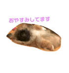 ココ2.（個別スタンプ：2）