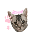 @ねこRGai（個別スタンプ：1）
