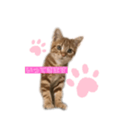 @ねこRGai（個別スタンプ：2）