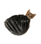 @ねこRGai（個別スタンプ：5）
