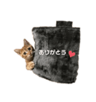 @ねこRGai（個別スタンプ：6）