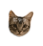 @ねこRGai（個別スタンプ：7）