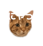 @ねこRGai（個別スタンプ：8）