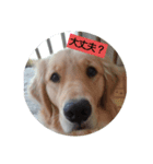 大好きゴールデンレトリバー♪（個別スタンプ：3）