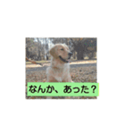 大好きゴールデンレトリバー♪（個別スタンプ：5）