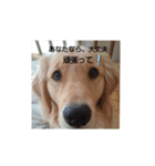大好きゴールデンレトリバー♪（個別スタンプ：6）