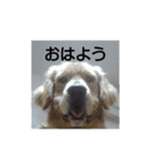 大好きゴールデンレトリバー♪（個別スタンプ：7）