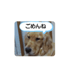 大好きゴールデンレトリバー♪（個別スタンプ：8）