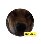 大好きゴールデンレトリバー♪（個別スタンプ：9）