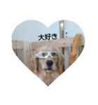 大好きゴールデンレトリバー♪（個別スタンプ：12）
