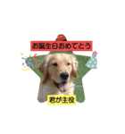 大好きゴールデンレトリバー♪（個別スタンプ：13）