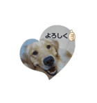 大好きゴールデンレトリバー♪（個別スタンプ：14）