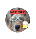 大好きゴールデンレトリバー♪（個別スタンプ：15）
