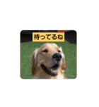 大好きゴールデンレトリバー♪（個別スタンプ：19）