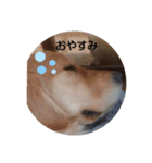 大好きゴールデンレトリバー♪（個別スタンプ：23）