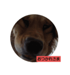 大好きゴールデンレトリバー♪（個別スタンプ：24）