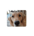 大好きゴールデンレトリバー♪（個別スタンプ：29）