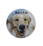 大好きゴールデンレトリバー♪（個別スタンプ：34）