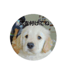 大好きゴールデンレトリバー♪（個別スタンプ：38）
