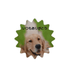 大好きゴールデンレトリバー♪（個別スタンプ：40）
