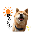 柴犬_ゆず（個別スタンプ：1）
