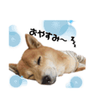 柴犬_ゆず（個別スタンプ：2）
