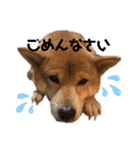 柴犬_ゆず（個別スタンプ：3）