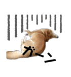柴犬_ゆず（個別スタンプ：4）