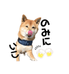 柴犬_ゆず（個別スタンプ：5）
